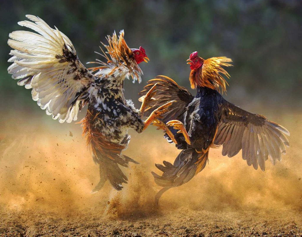Panduan Bermain Judi Sabung Ayam Online
